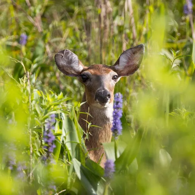 thumbnail for publication: Facts about Wildlife Diseases: Warts in White-tailed deer (Cutaneous Fibromas)